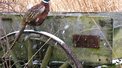 Pheasant wheel high bird
