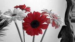 Phlogthat need photos that