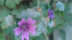 Phone camera htc mozart