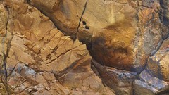 Photographers photograph