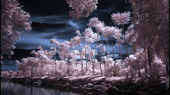 Photography Garden high tropical infrared Resolution michilauke
