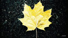 Photography Good sad leaf dumping itt ones