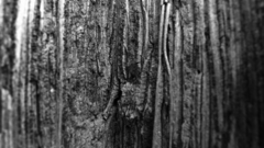 Photography Wood monochrome nature