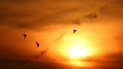 Photos awesome view Birds