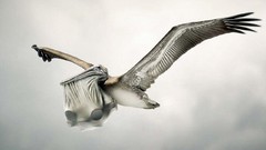 Photoshop funny fun storks