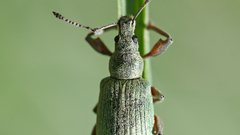 Phyllobius calcaratus blattrler quadrat