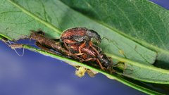 Phyllobius copulation high