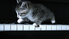 Piano cats grayscale Kittens