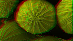 Pictures 3d high FTW res Resolution