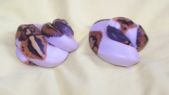 Piebald never Saw one