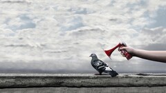 Pigeons Birds Animals humor