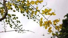 Pigeons buds flower petals yellow flowers
