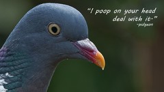 Pigeons funny Quotes