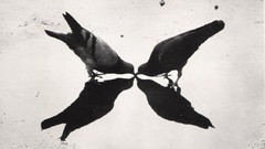 Pigeons shadows grayscale old photography Ernst Haas