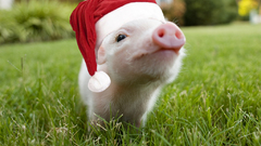 Piggy santa claus hats