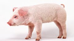 Pigs piglets baby animals