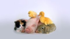 Pigs white background cats