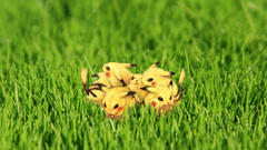 Pikachu Pokemon Anime grass