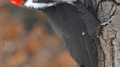 Pileated hey go easy