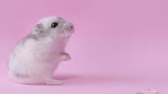 Pink Animals hamsters black