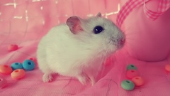 Pink Animals little hamsters