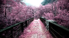 pink Bridge nature cherry blossom path landscape infrared