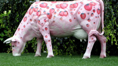 Pink cow high