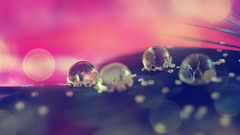 Pink dew leaf nature