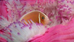 Pink fish sea anemones