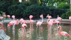 Pink flamingos