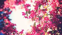 Pink flowers bloom Flowers