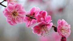 Pink flowers blossoms