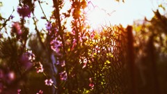Pink flowers fences sunlight depth of field