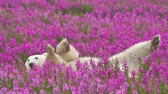 Pink flowers Flowers Animals