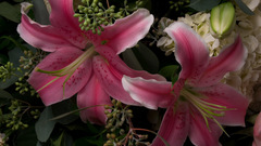 Pink flowers Flowers Lilies