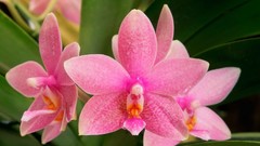 Pink flowers Orchids