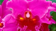 Pink flowers Orchids