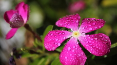 Pink flowers periwinkles Flowers