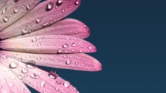 pink flowers water drops Flowers