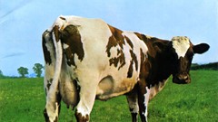 Pink floyd Cows