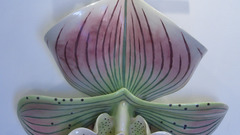 Pink Green orchid high