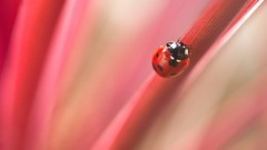 Pink insects ladybirds
