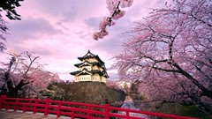 Pink Japan houses Castles cherry blossoms japanese bridge 