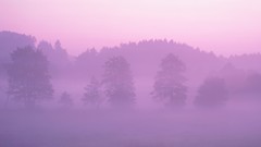 Pink mist macintosh forests apple inc