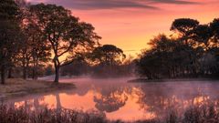 Pink morning Trees fog