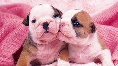 Pink Puppies