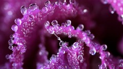 Pink purple water drops