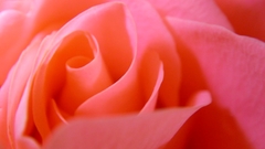 Pink rose flower love