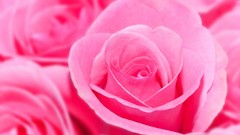 Pink roses pink roses