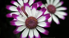 Pink star Daisies approve